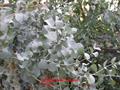 Gum Tree Eucalyptus